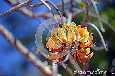 Australian Pine Mountain Coral Tree Inflorescence Stock Photo