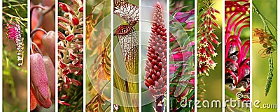 Australian plants set panoramic view Stock Photo