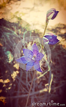Australian Purple Spotted Sun Orchid Stock Photo