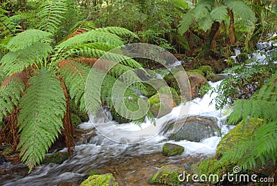 Australian rainforest river Stock Photo