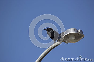 Australian Raven (Corvus coronoides) is a passerine bird in the crow family perching on a light pole Stock Photo