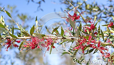 Australian Red Grevillea Splendour Flowers Stock Photo