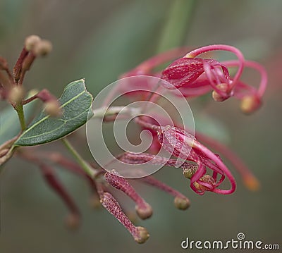 Australian red wildflower Grevillea splendour macro Stock Photo