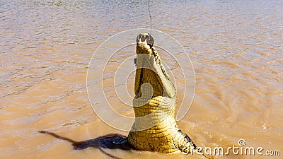 Australian Saltwater Crocodile in the Adelaide River Stock Photo