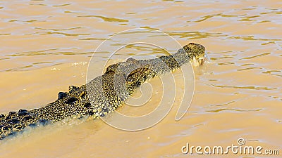 Australian Saltwater Crocodile in the Adelaide River Stock Photo