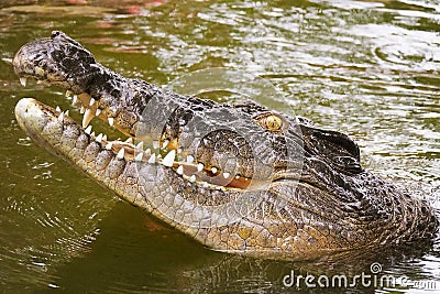 Australian saltwater crocodile Stock Photo