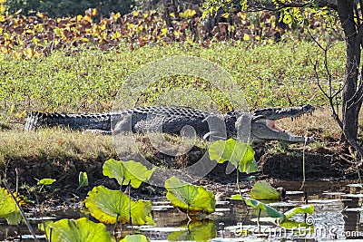 Australian Saltwater crocodile Crocodylus porosus with open mouth lying on riverbank Stock Photo