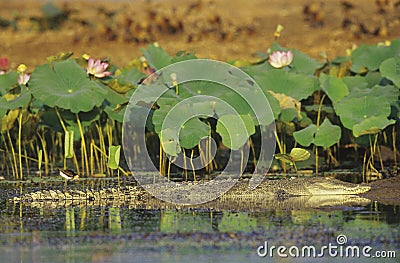 Australian Saltwater Crocodile in swamp Stock Photo