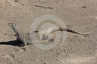 Australian Sand Monitor (Varanus gouldii) Stock Photo