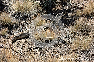 Australian Sand Monitor (Varanus gouldii) Stock Photo