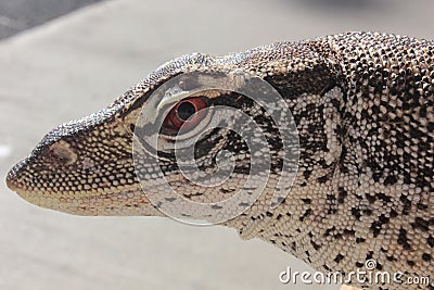 Australian Sand Monitor (Varanus gouldii) Stock Photo