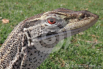 Australian Sand Monitor (Varanus gouldii) Stock Photo