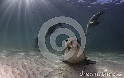 Australian sea lion resting on a sandy bottom. South Australia Stock Photo