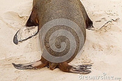 Australian Sea Lion showing back, tail, posterior and anterior f Stock Photo