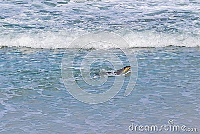 Australian Sea lion swimming at Seal Bay, Sea lion colony, Kanga Stock Photo