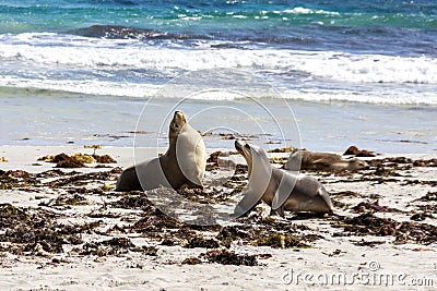 Australian sea lions running on the beach, South Australia , Kangaroo Island, Seal bay Stock Photo