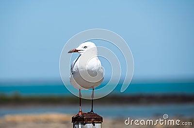 Australian Seagull Standing Aone on a Beachside Pole Stock Photo