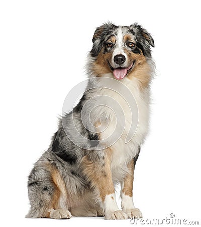 Australian Shepherd, 2 years old, sitting Stock Photo