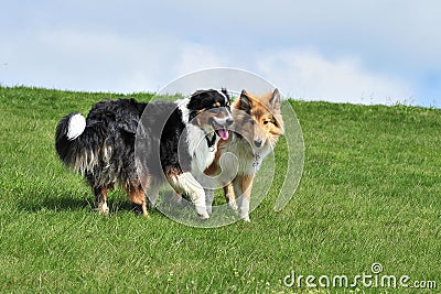 Australian Shepherd and American Collie Stock Photo