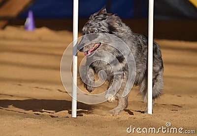 Australian Shepherd (Aussie) at Dog Agility Trial Stock Photo