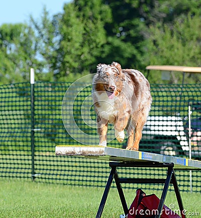 Australian Shepherd (Aussie) at Dog Agility Trial Stock Photo