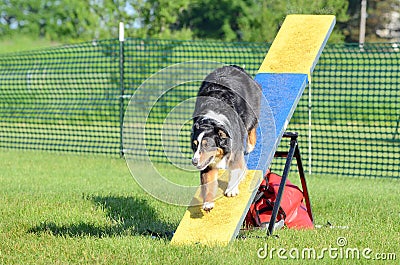 Australian Shepherd (Aussie) at Dog Agility Trial Stock Photo