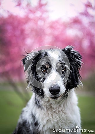 Australian Shepherd Aussie dog hund Stock Photo