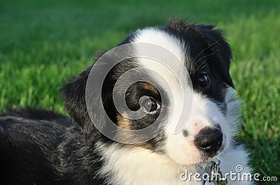 Australian Shepherd (Aussie) Puppy Stock Photo