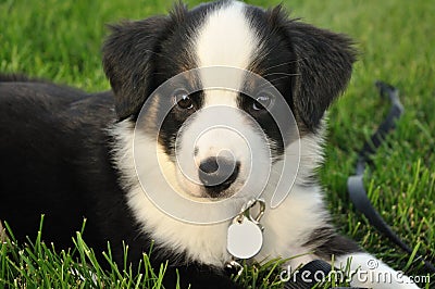 Australian Shepherd (Aussie) Puppy Stock Photo