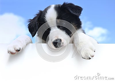 Australian Shepherd (Aussie) Puppy Above Sign Stock Photo