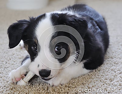 Australian Shepherd (Aussie) Puppy Chewing Stock Photo