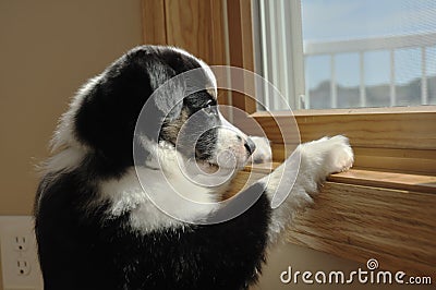 Australian Shepherd (Aussie) Puppy Watching Stock Photo