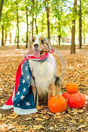 Australian shepherd in the autumn forest performs the command. Halloween pumpkin nature american flag Stock Photo