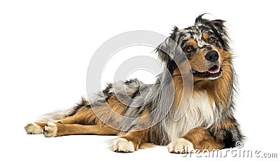 Australian shepherd blue merle, lying, panting, looking away Stock Photo