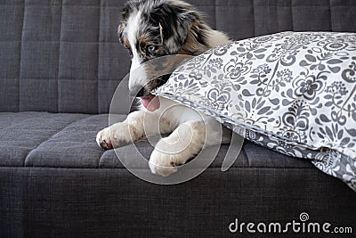 Australian shepherd blue merle puppy dog on couch lick gnaw pillow Stock Photo