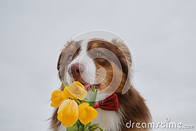 Australian Shepherd with bouquet yellow tulips meets spring. Gentleman dog wears red bow tie. Aussie licks and wants Stock Photo