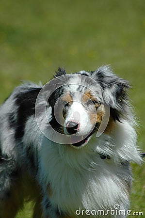 Australian Shepherd dog Stock Photo