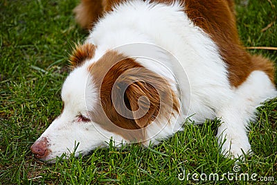 Australian Shepherd dog dozing in garden Stock Photo