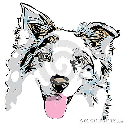 Australian Shepherd dog head graphic, outline portrait with a few colors Cartoon Illustration