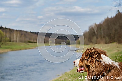 Australian Shepherd dog red tricolor looks at nature and enjoys views, portrait in profile. Blurred background and place on side Stock Photo