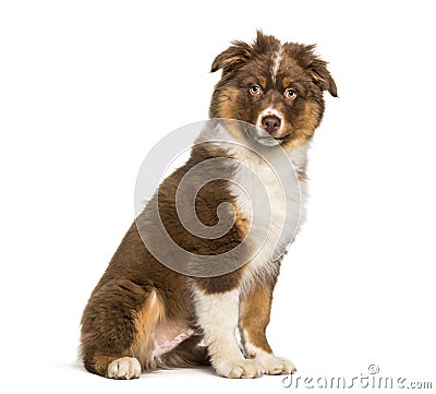 Australian Shepherd dog sitting against white background Stock Photo