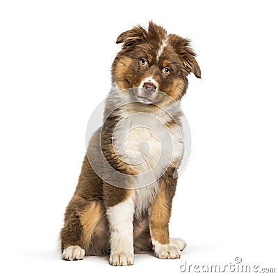 Australian Shepherd dog sitting against white background Stock Photo