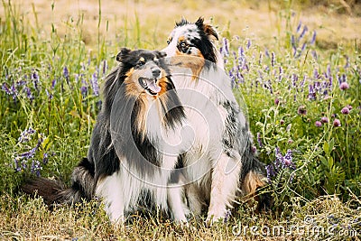 Australian Shepherd Dog And Tricolor Rough Collie, Funny Scottish Collie, Long-haired Collie, English Collie, Lassie Dog Stock Photo