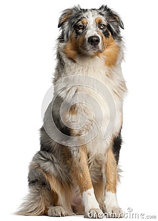 Australian Shepherd dog, 1 year old Stock Photo