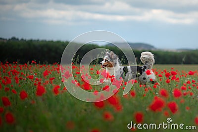 Australian Shepherd in a field of poppies. Dog playing in the flower meadow. Stock Photo