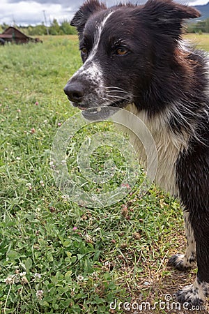 Australian Shepherd head close up portrait mouth open Stock Photo