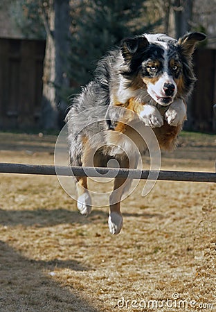 Australian Shepherd Jumping Hurdle Stock Photo