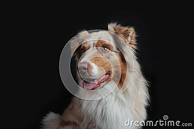 Cute Australian shepherd dog looking laterally Stock Photo