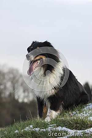 Australian shepherd Stock Photo