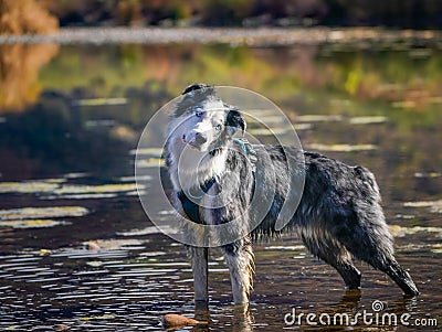 Australian Shepherd Playing in Water Stock Photo